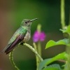 Kolibrik skvrnitoprsy - Phaeochroa cuvierii - Scaly-breasted hummingbird o5480